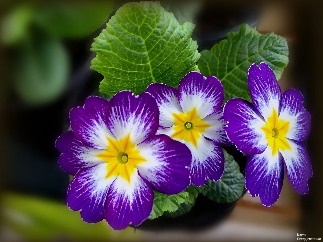 Весенняя радость - Елена Сухорученкова