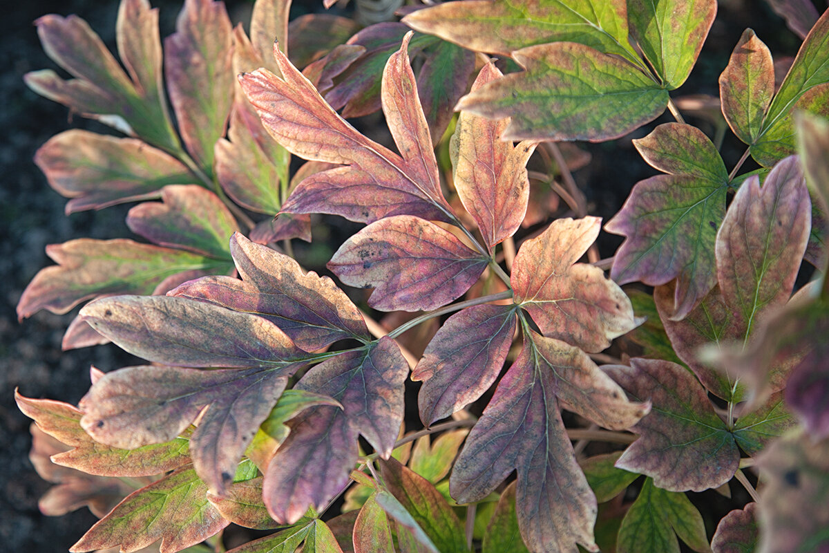 Осенние акварели. - Лилия * Осенние акварели. - Лилия *