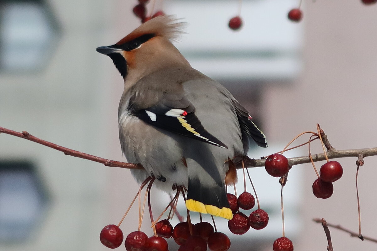 Свиристель - Галина Козлова 