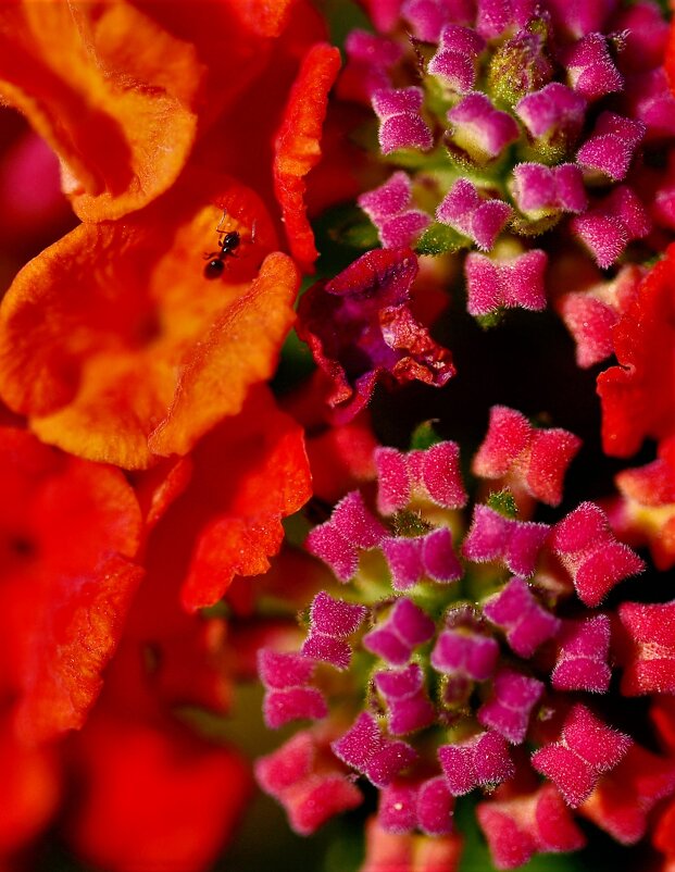 лантана - Осень лантана - Осень