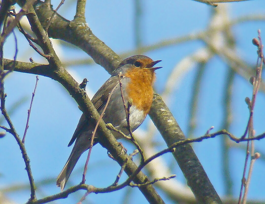 зарянка или малиновка - gawrilа - dan