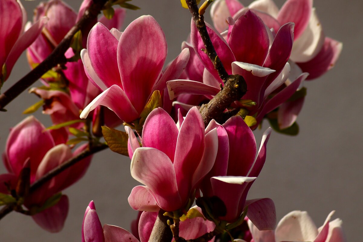 Магнолия цветёт - Юрий. Шмаков