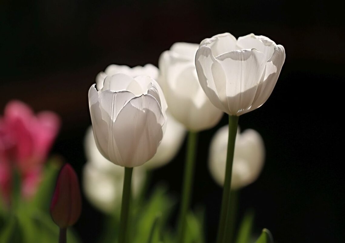 Белые - ZNatasha -