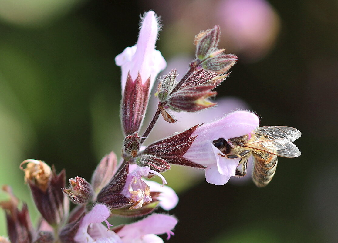 Ку - ку. - Оля Богданович