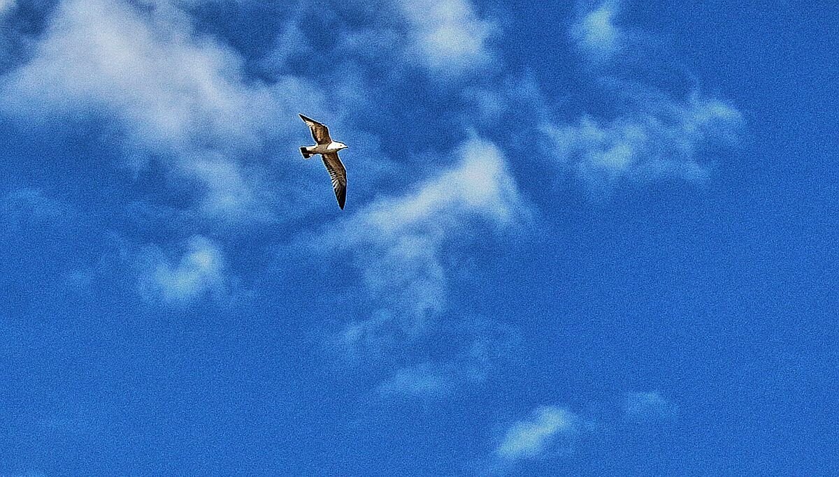 Май...Весенняя чайка в небе! - Владимир 