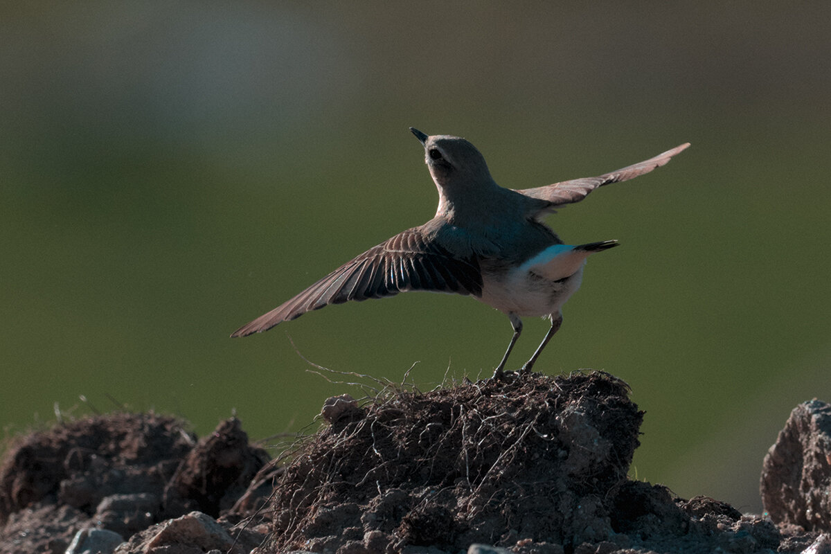 Каменка - Yudong Liu