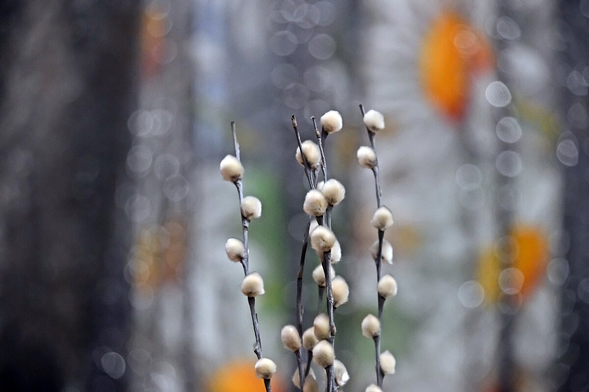 Освещённая верба - Валерий Иванович Освещённая верба - Валерий Иванович