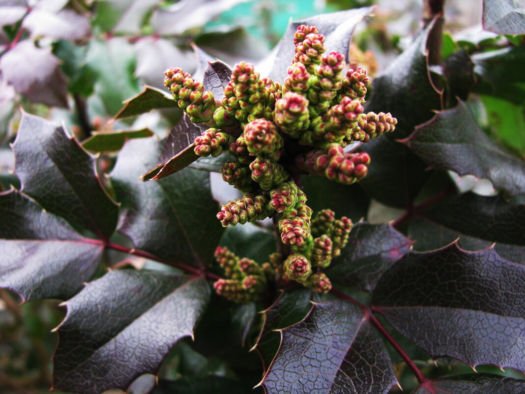 Скоро зацветёт магония - Людмила Смородинская