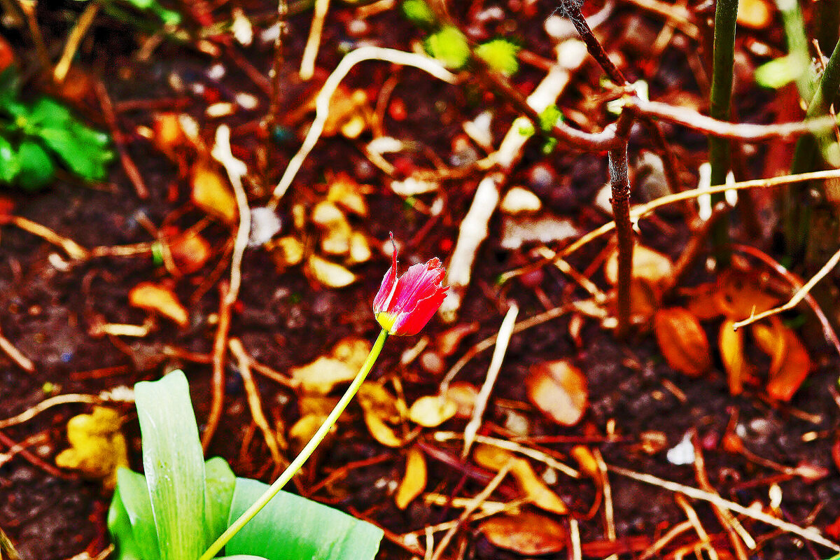 Тюльпанчик - Юрий Гайворонскiий Тюльпанчик - Юрий Гайворонскiий