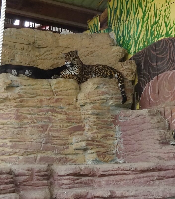 Кошечки - PRP 