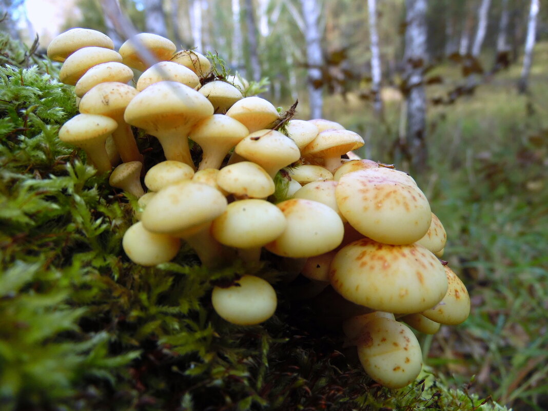 Незнакомцы. - nadyasilyuk Вознюк Незнакомцы. - nadyasilyuk Вознюк