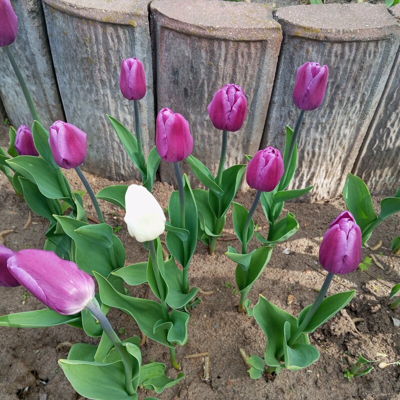 Тюльпаны - Елена Семигина