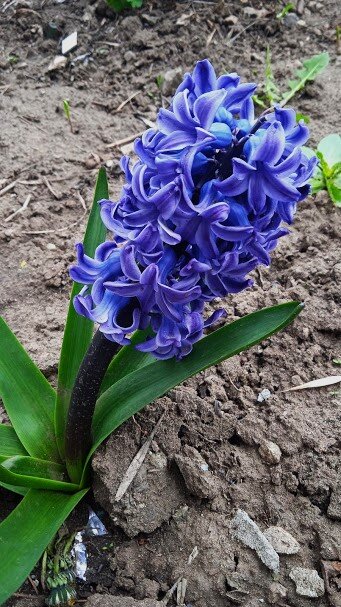 первые гиацинты на клумбах - Елена Шаламова