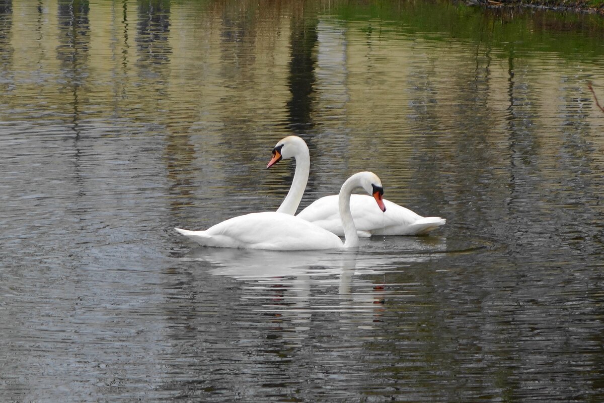 Лебеди - Рита Симонова