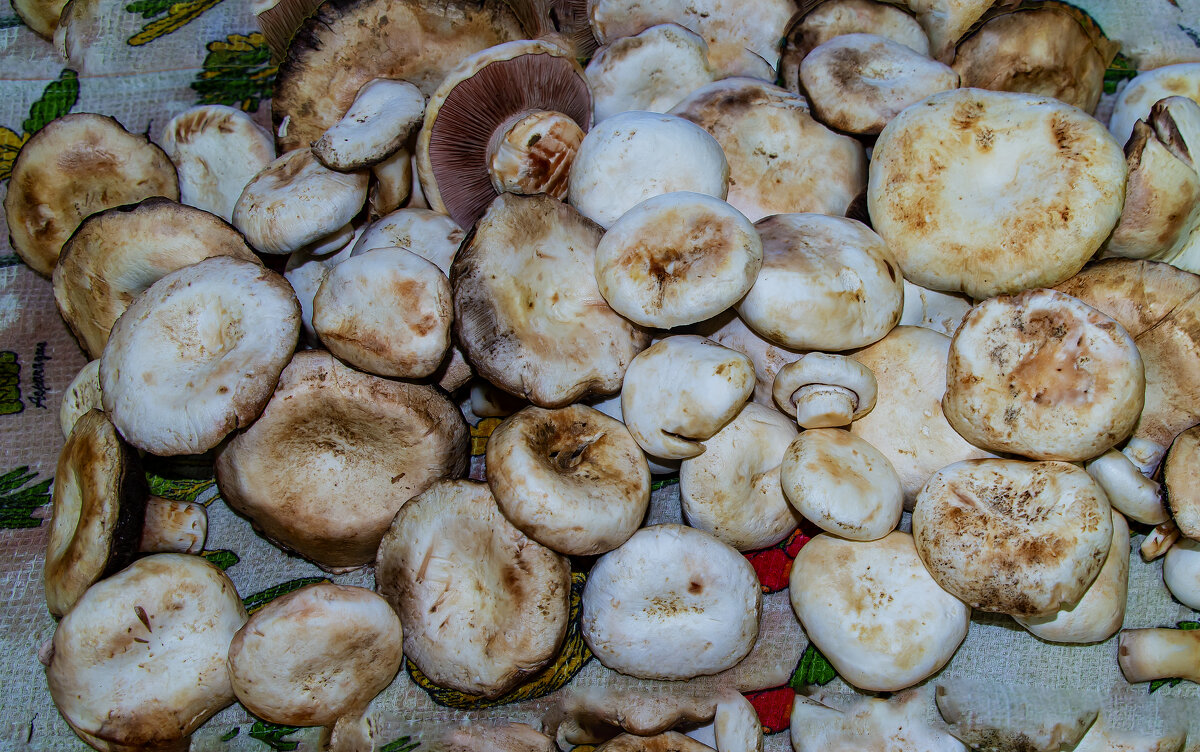 "Добыча" степей Мангыстау - Анатолий Чикчирный