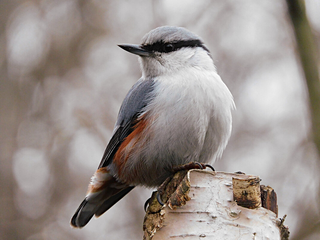 Поползень - Лина Поползень - Лина