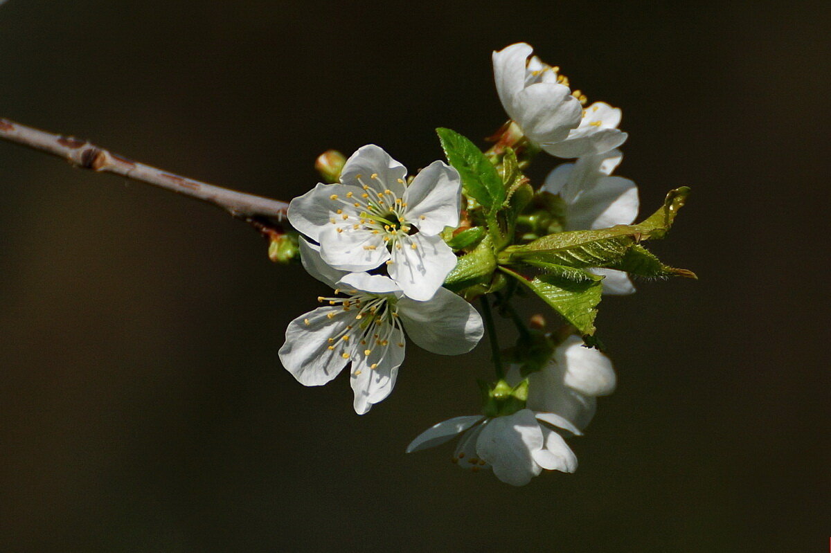 Пришло время цветения... - Николай Саржанов Пришло время цветения... - Николай Саржанов