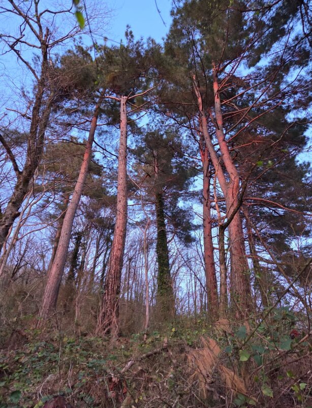 Сосна - Tata Wolf