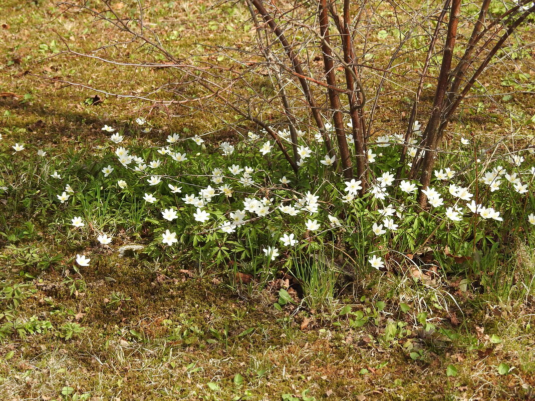 весенние зарисовки - ИННА ПОРОХОВА