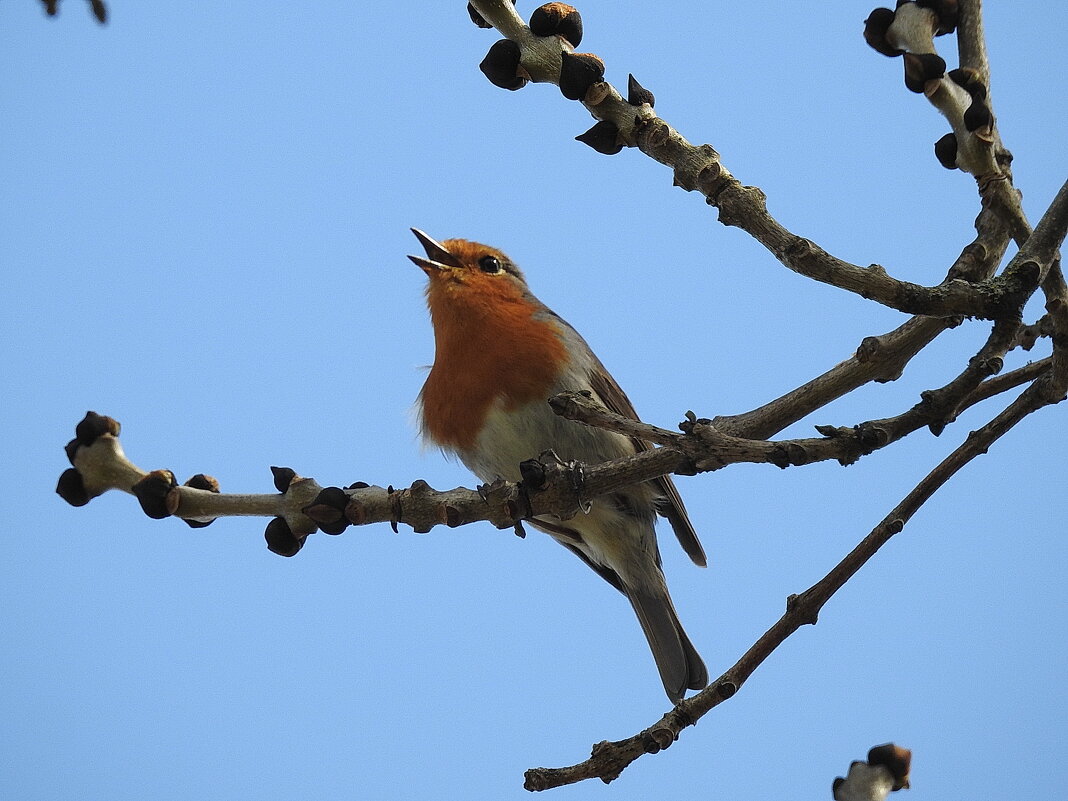 весенние зарисовки - ИННА ПОРОХОВА