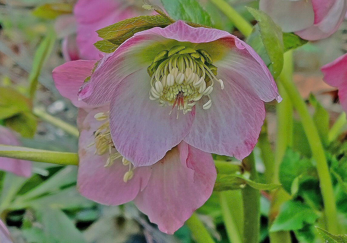 Любуюсь! - Валентина  Нефёдова 