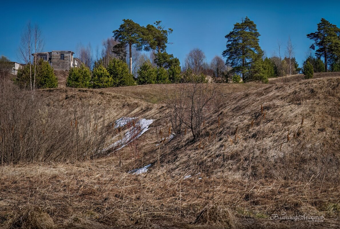 "Зеленые сосенки. Апрель"© - Владимир Макаров