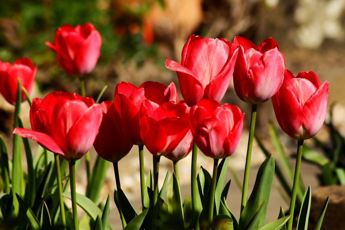 Доброе утро - Юрий. Шмаков