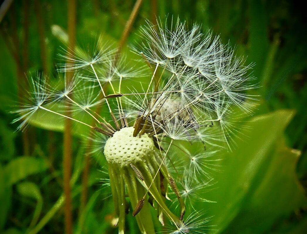 ..креативная прическа...))) - Александр Герасенков