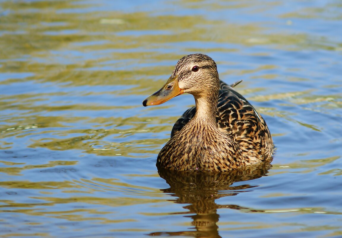 природа - Олег 