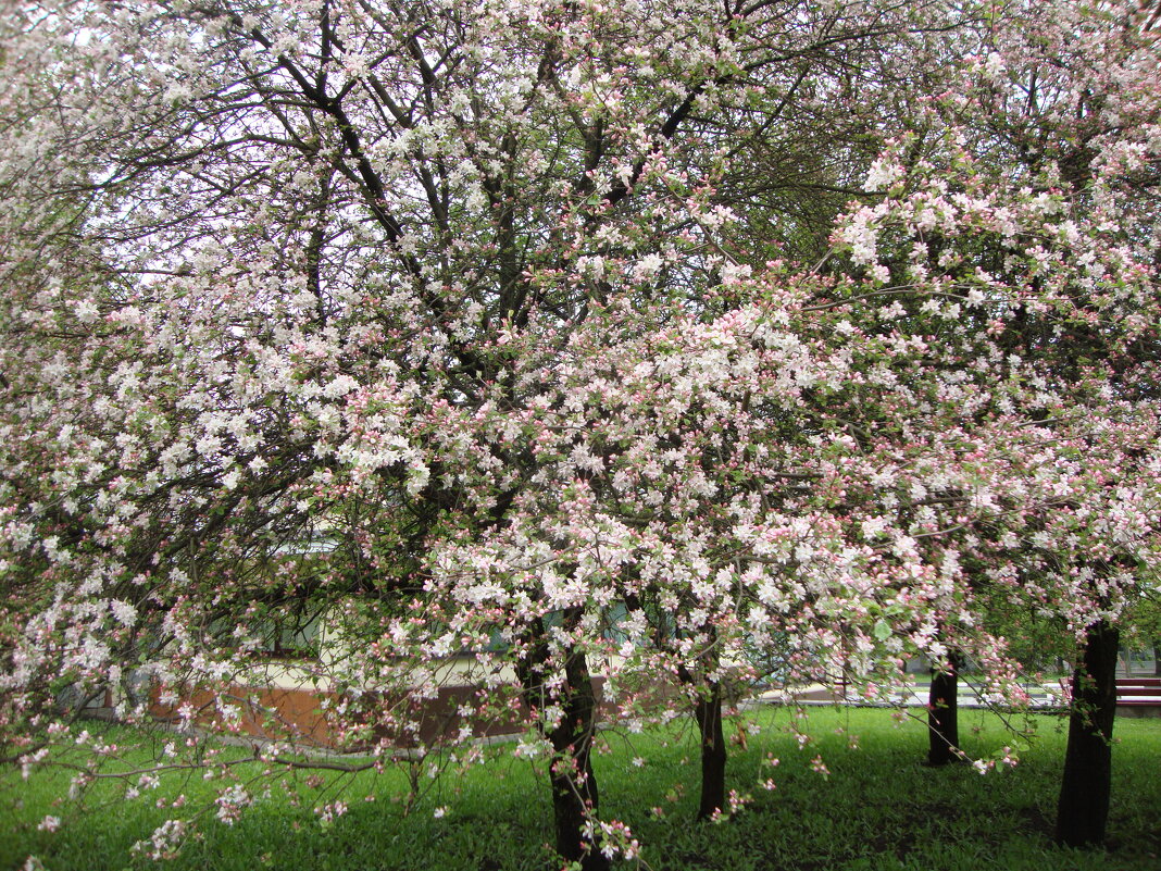 так цветут сады... - Галина Флора