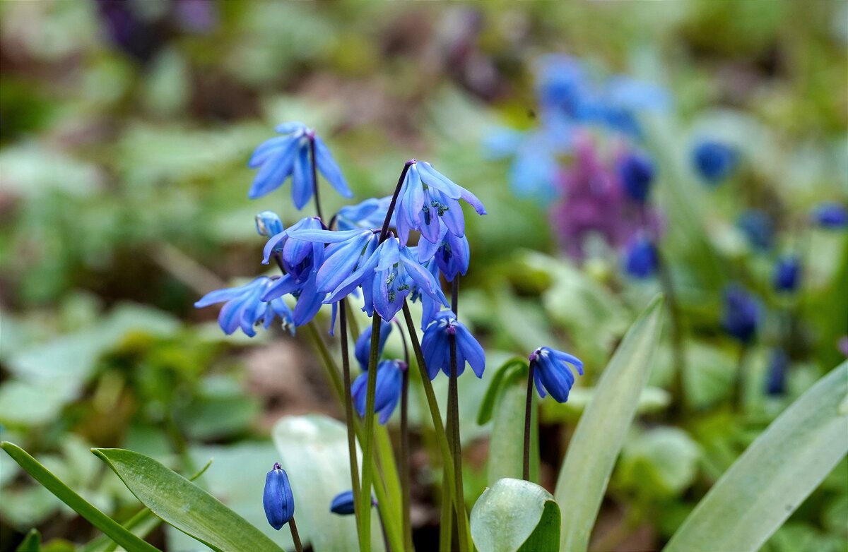 Первоцветы - Татьяна Тюменка