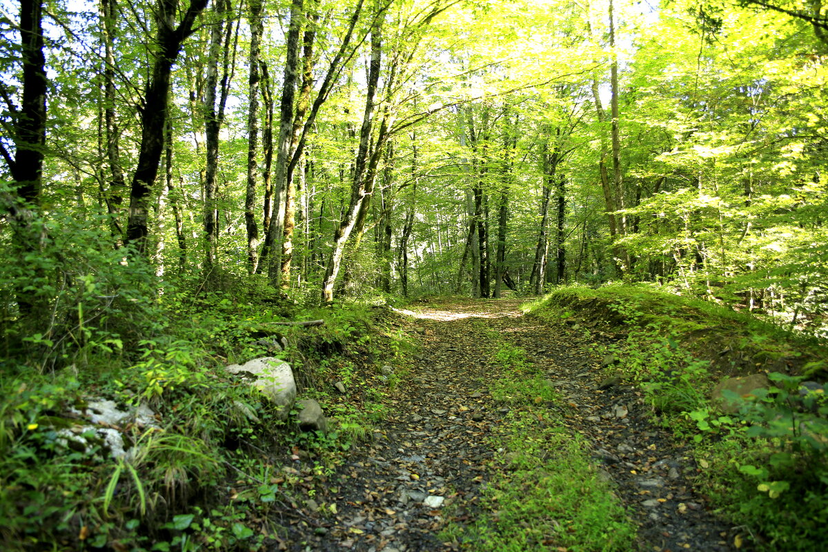 Лесная дорога - Валерий 