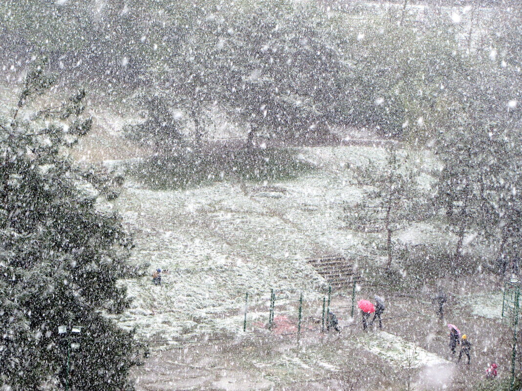 Снег в Сочи-редкое событие - Валерий 