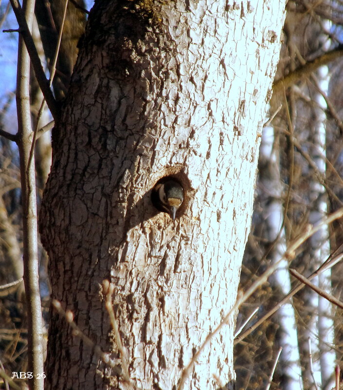 Я в домике.. - Александр Шимохин