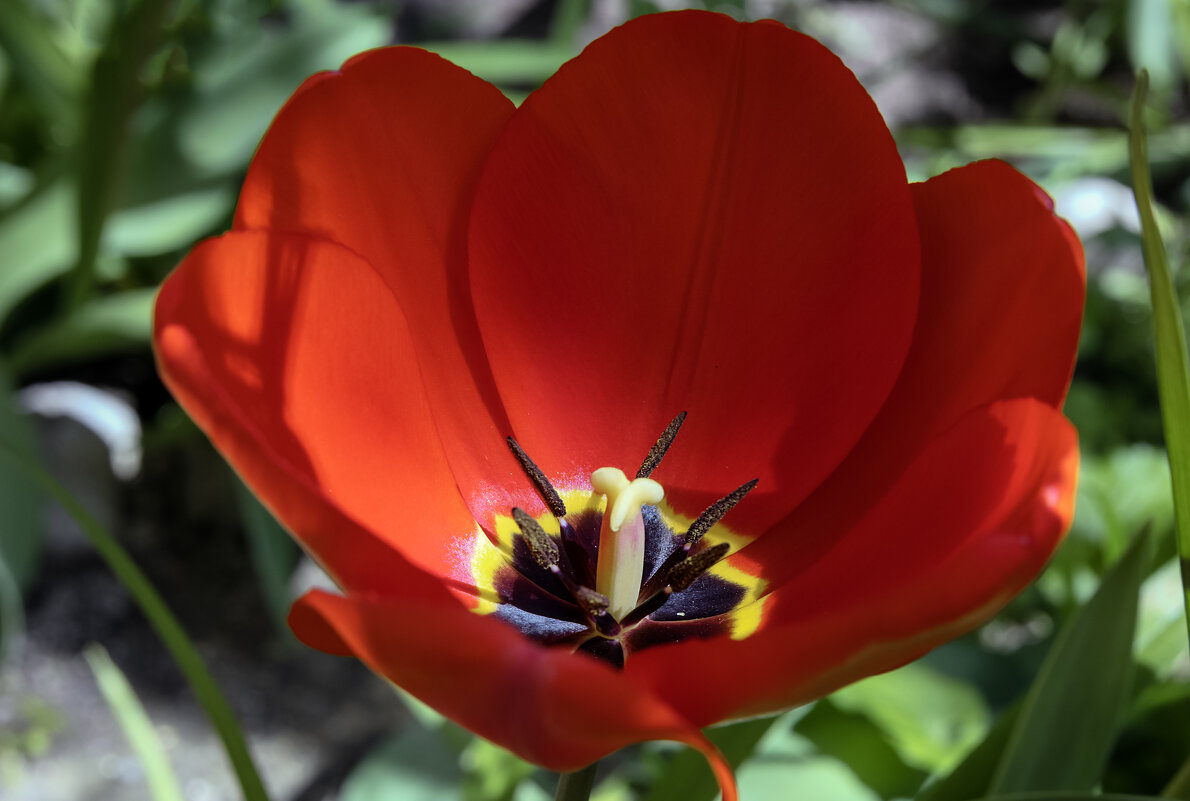 Мгновенья красоты не утоляют жажду... - Валерий Басыров