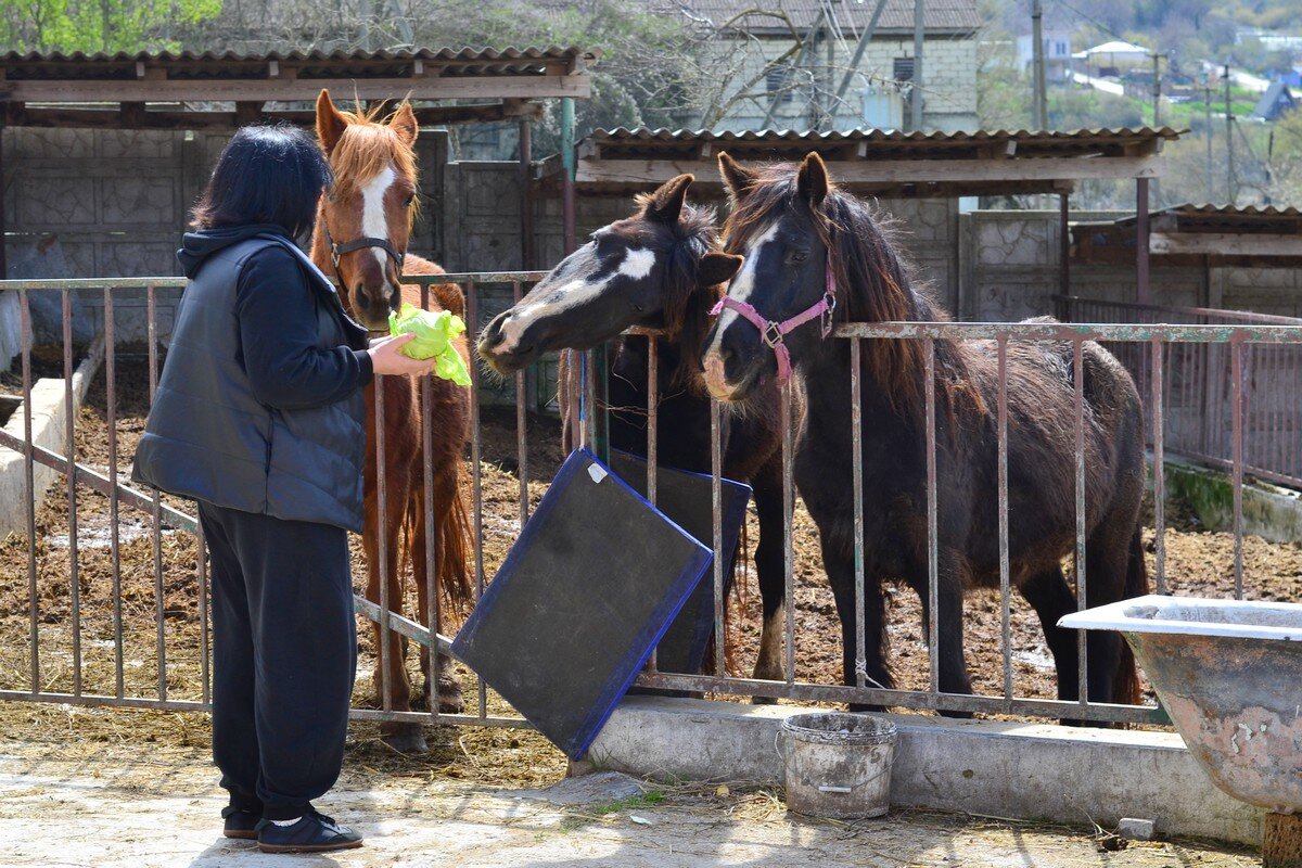 Лошадки - Александр Рыжов