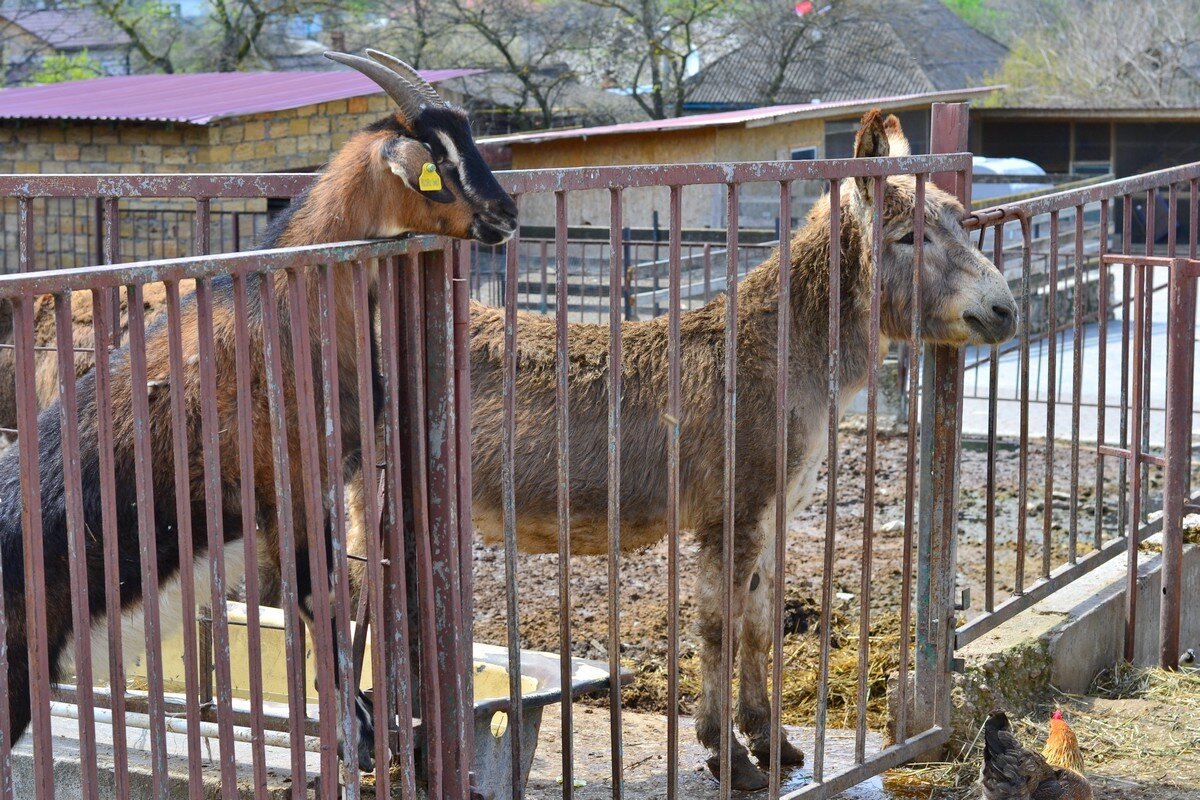 Любопытные - Александр Рыжов