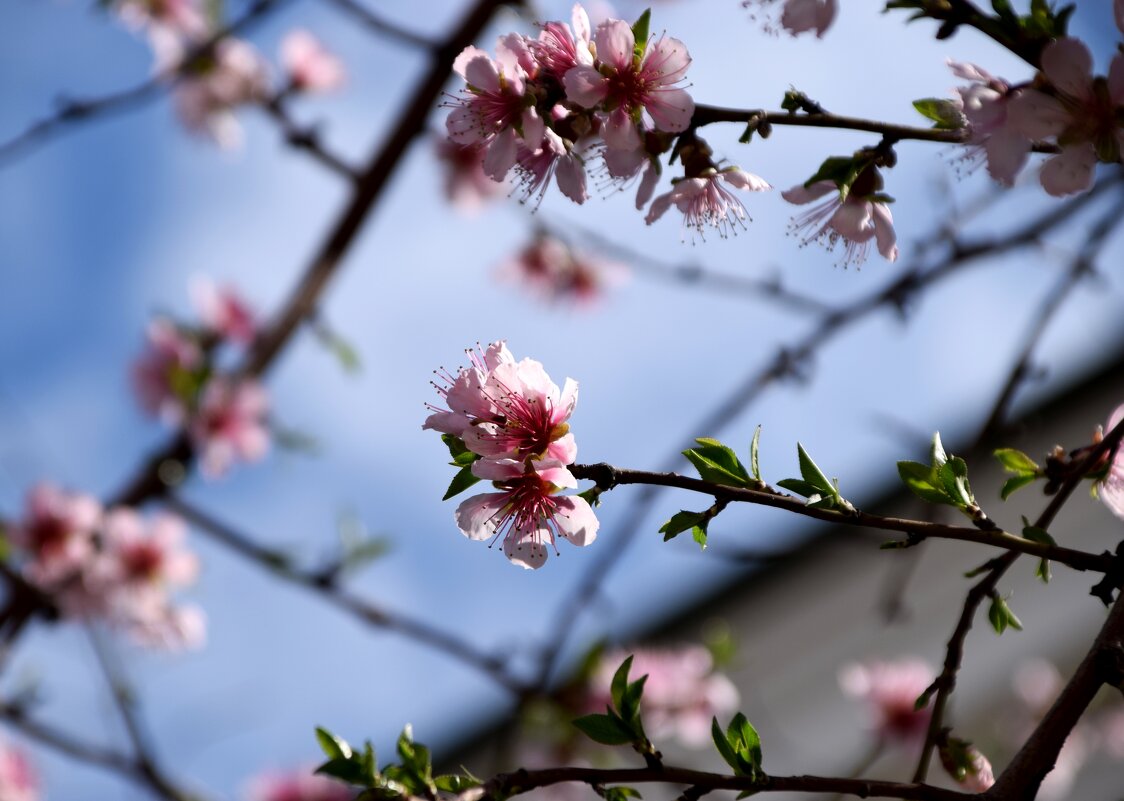 *** - Павленко Михаил 