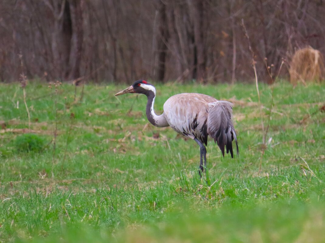 Серый журавль - Ольга Митрофанова