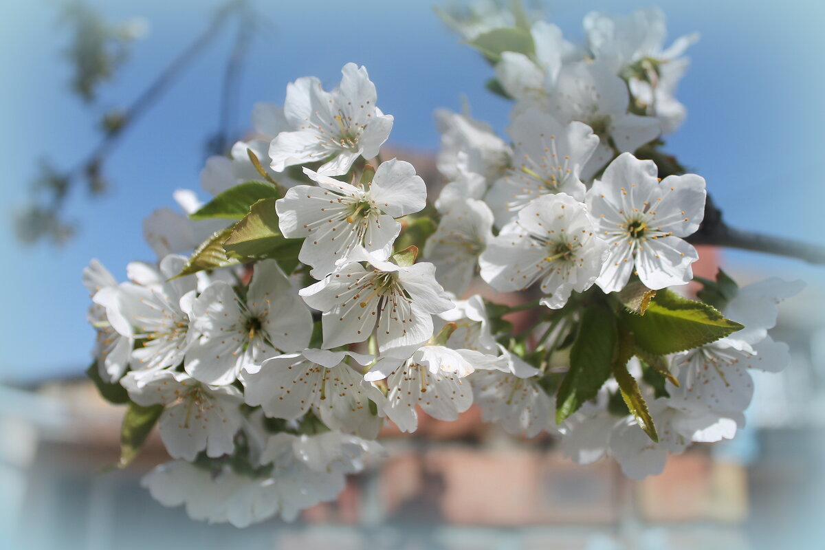 «Один раз в год сады цветут. Весну любви один раз ждут....» - Ирина 