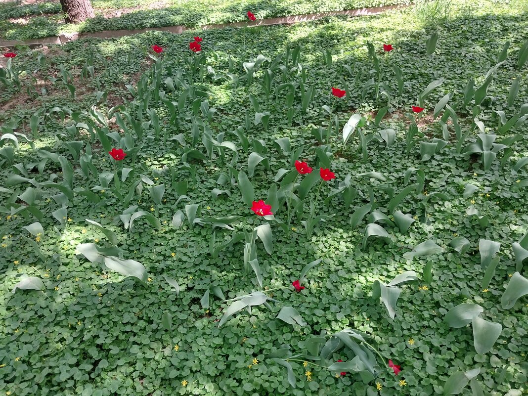 ....... - Murat Bukaev 