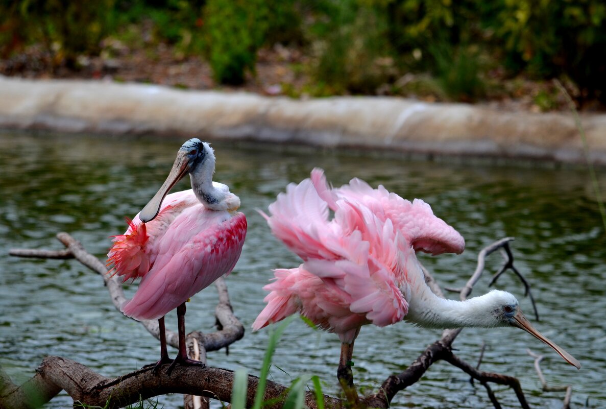 Розовая колпица - Таня Фиалка