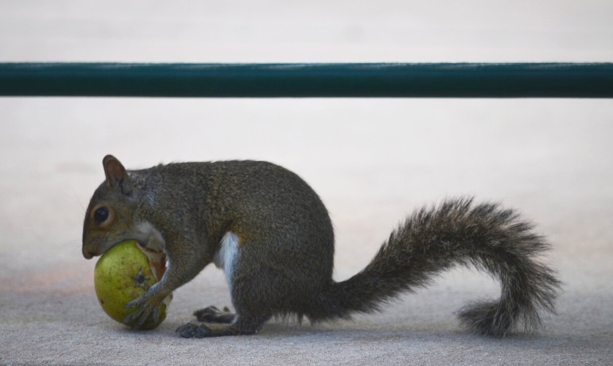 что-то вкусненькое? - Таня Фиалка