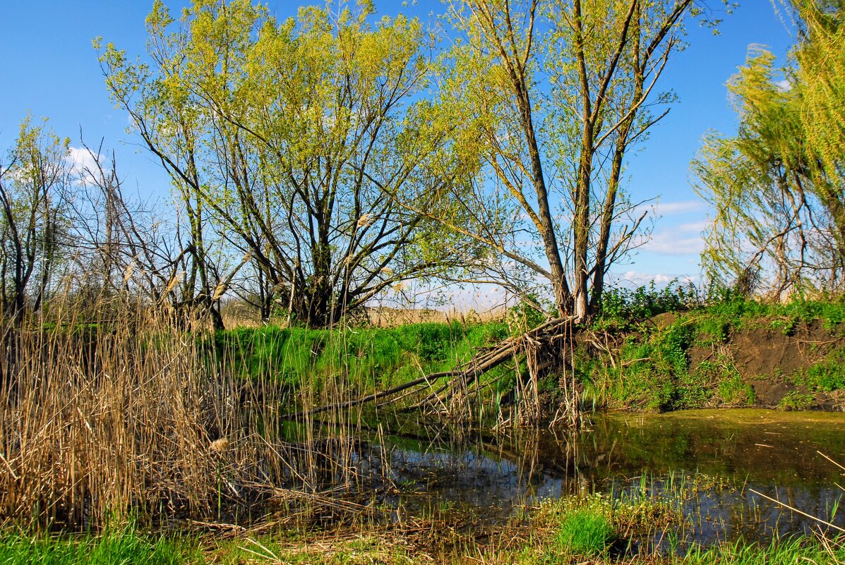 Весна. - Владимир 