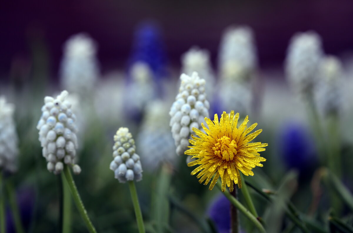 Зарядье 16 апреля - Михаил Бибичков
