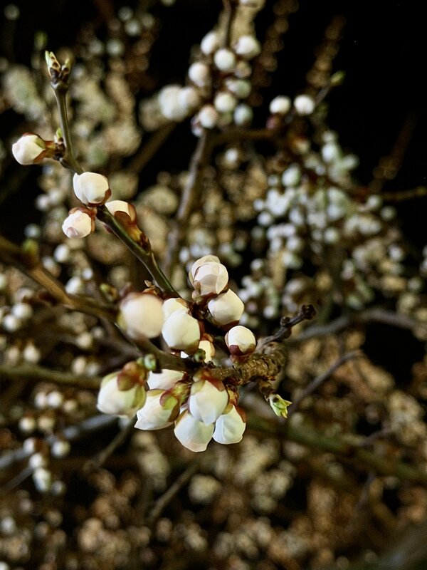 Сакура в ночи. - Pippa 