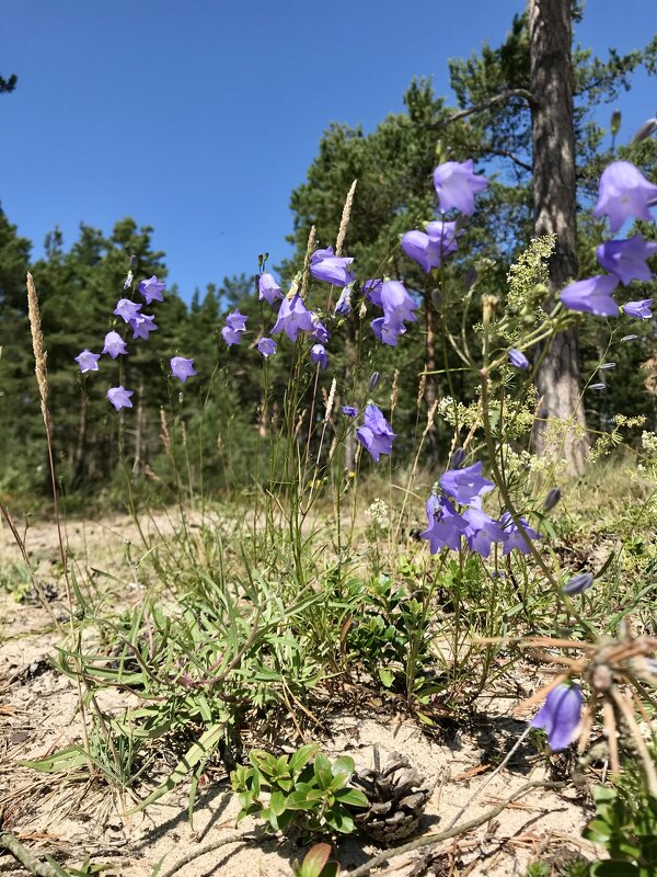 Колокольчиковое лето - Pippa 