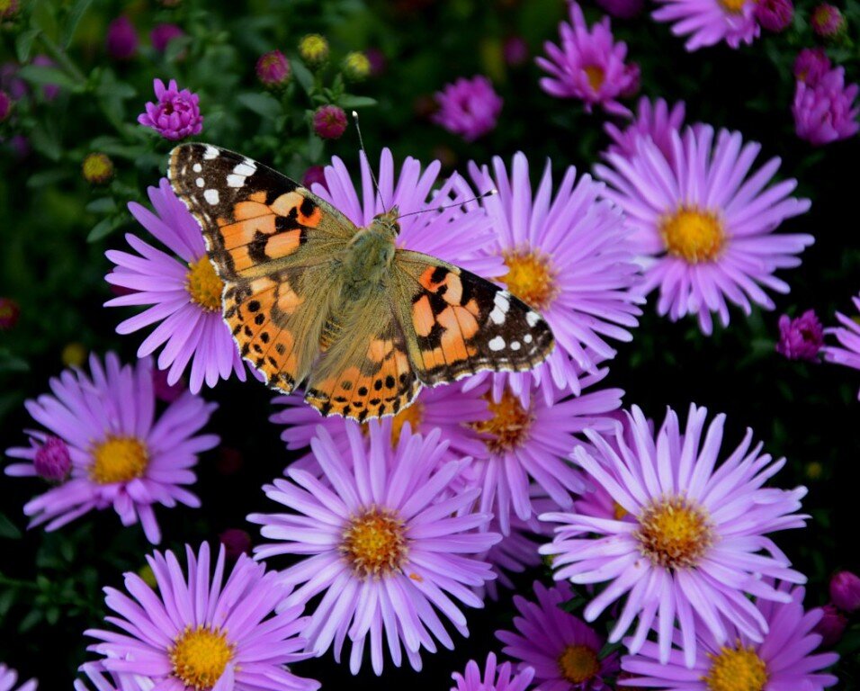 Репейница - Надежда Куркина 