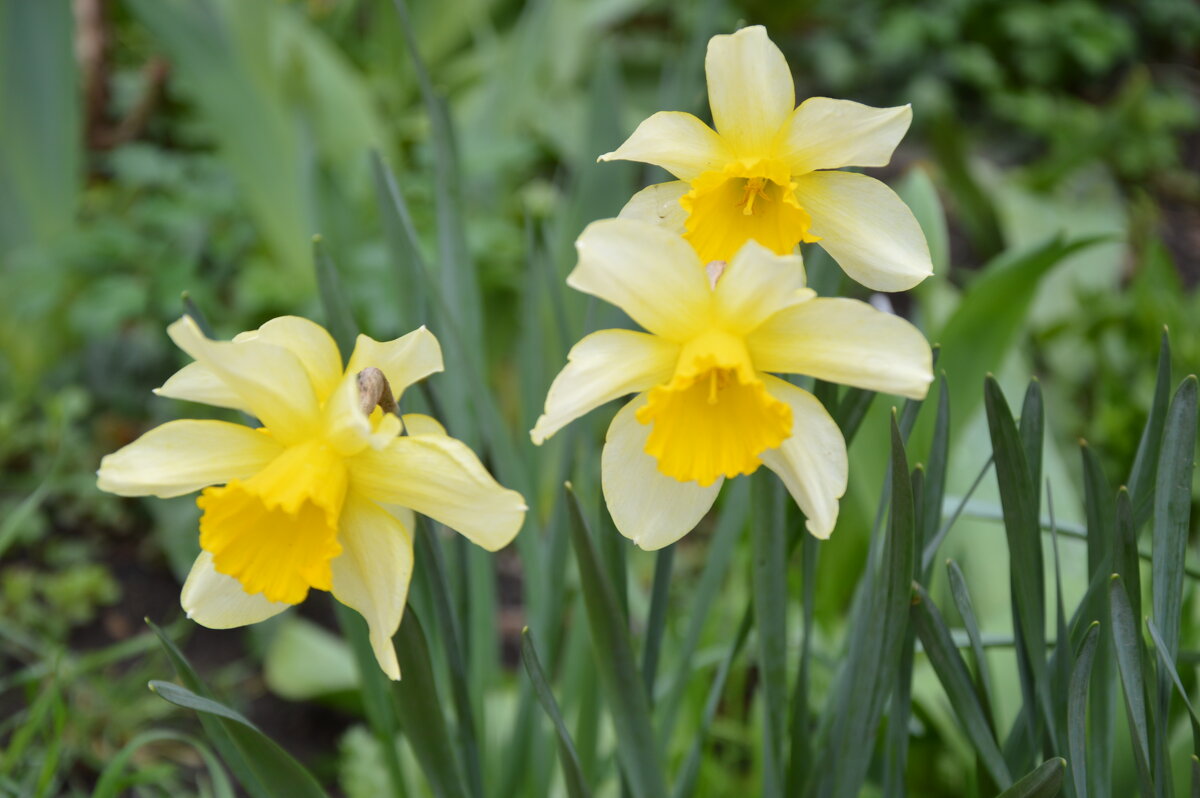 *** - Надежда Куркина 