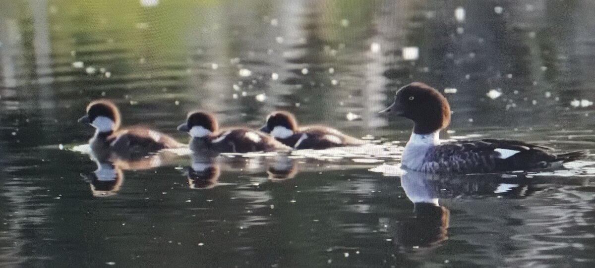 На прогулке... - Валерий Кокорев